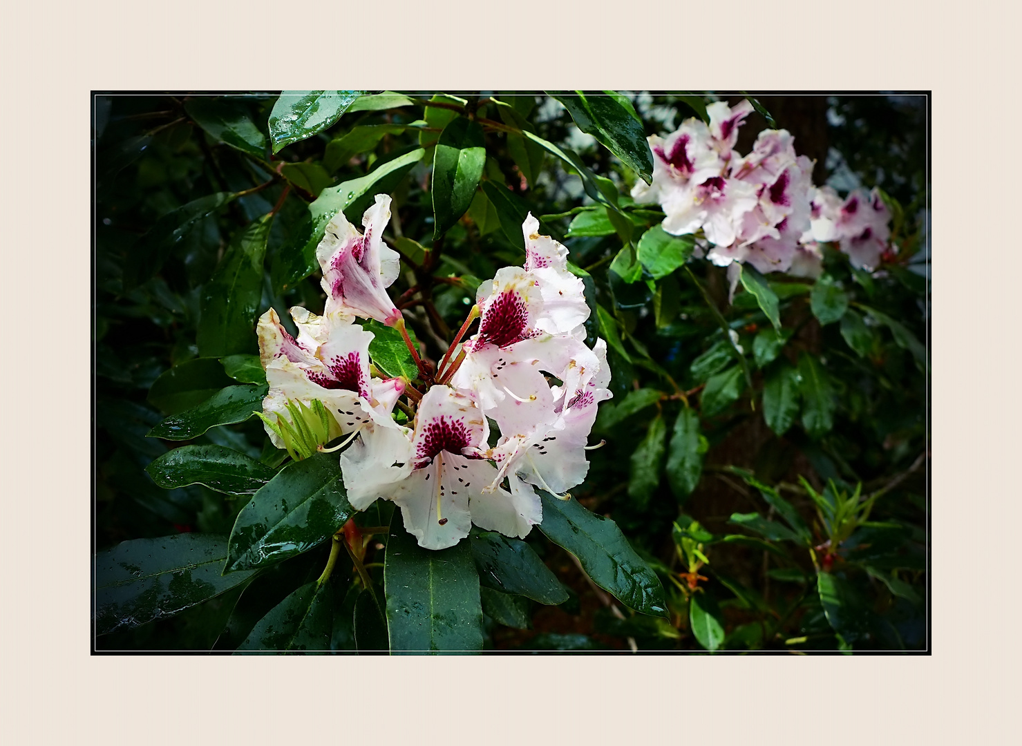 Rhododendron 