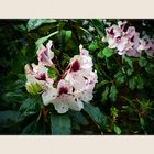 Rhododendron 