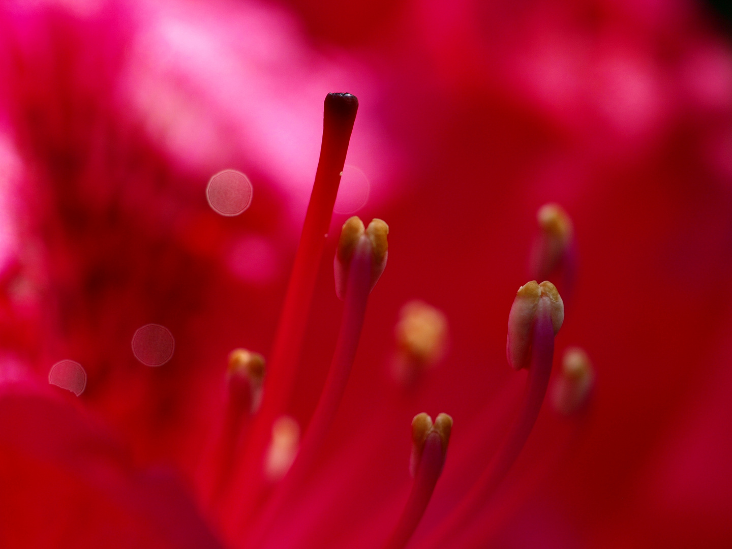 Rhododendron