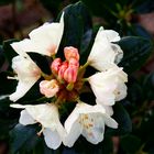 Rhododendron