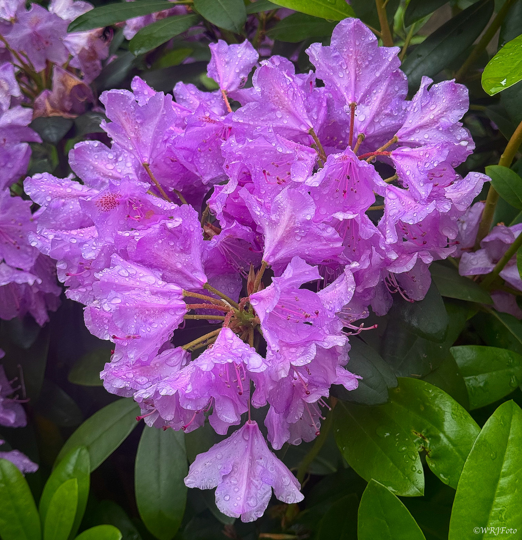 Rhododendron