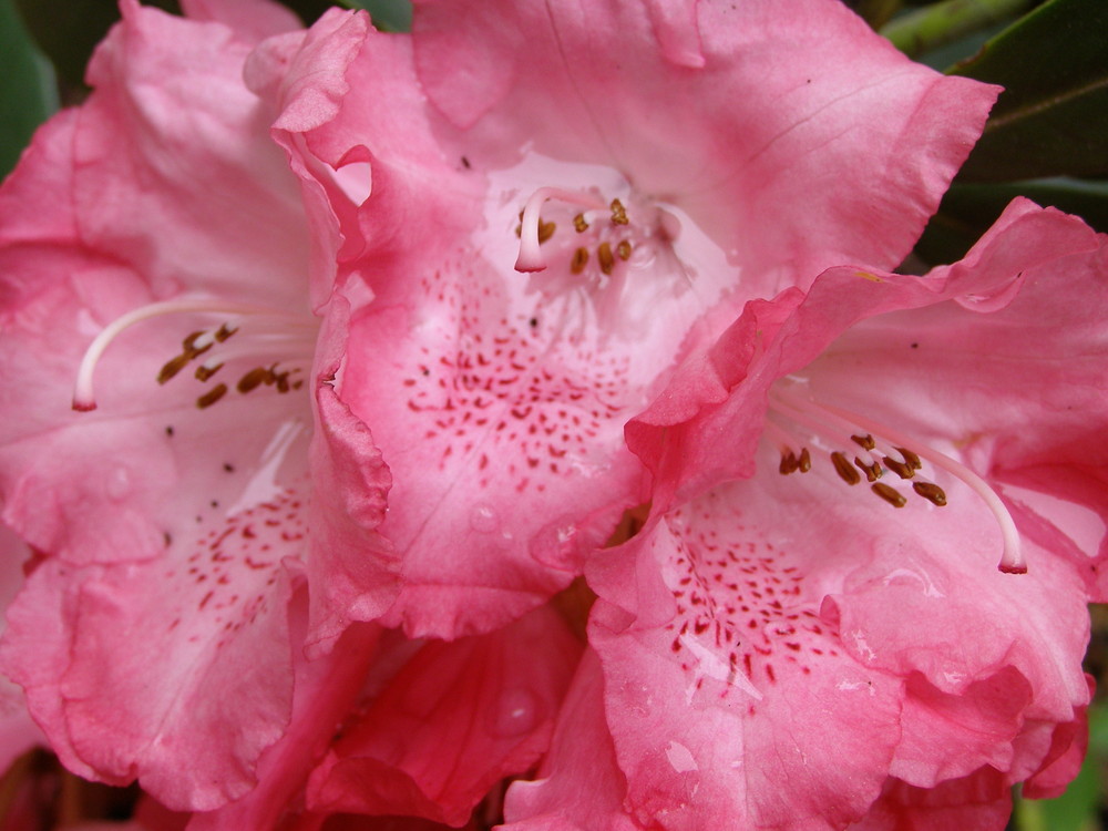 Rhododendron