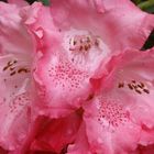 Rhododendron