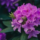 Rhododendron