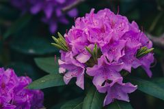 Rhododendron