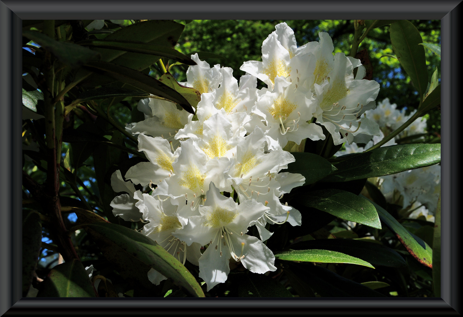 Rhododendron......