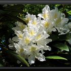 Rhododendron......