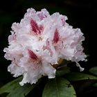 Rhododendron