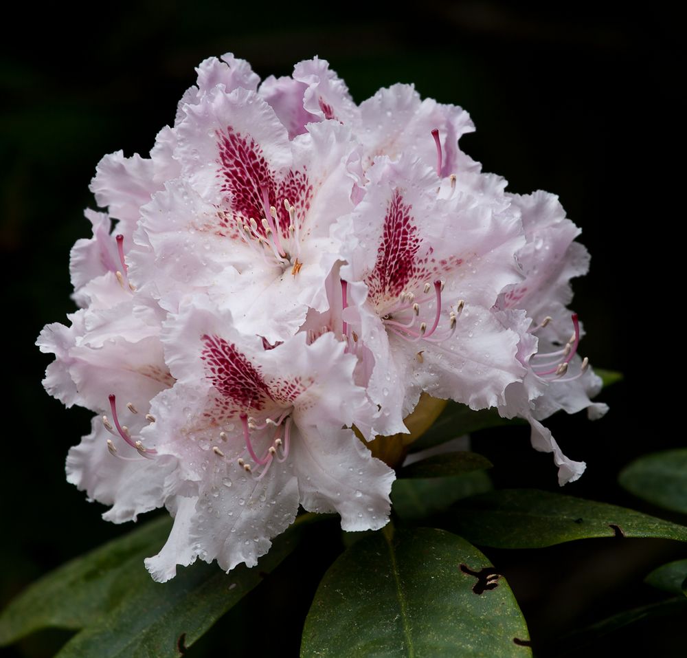 Rhododendron