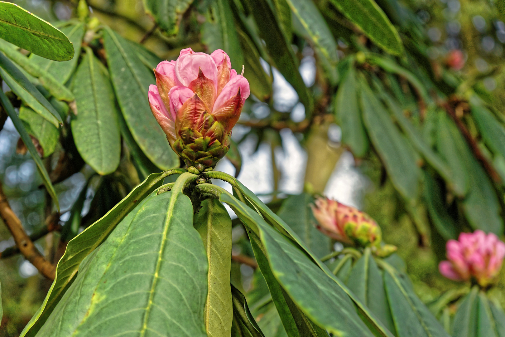 Rhododendron calophytum