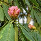 Rhododendron calophytum