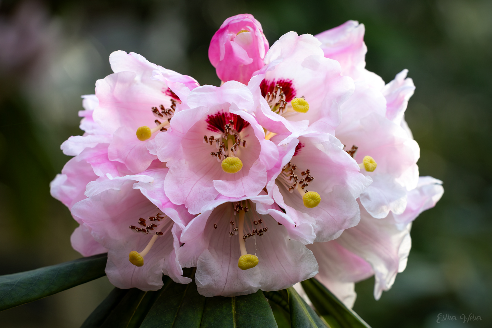 Rhododendron calophytum Franch.