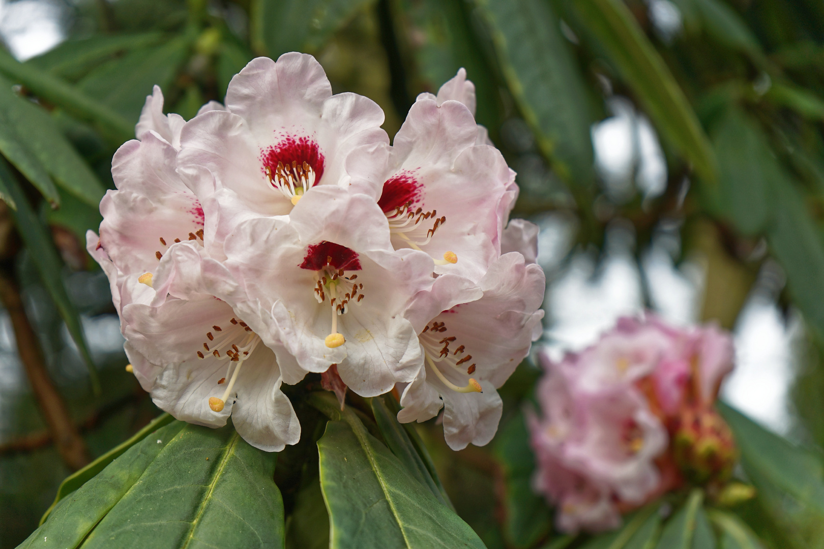 Rhododendron calophytum II