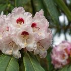 Rhododendron calophytum II