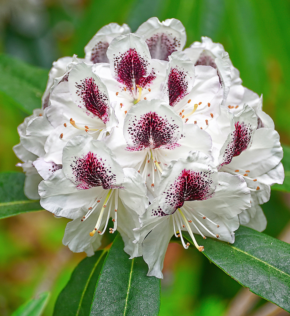 Rhododendron Calsap