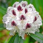 Rhododendron Calsap