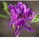 Rhododendron canadense...