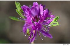 Rhododendron canadense...