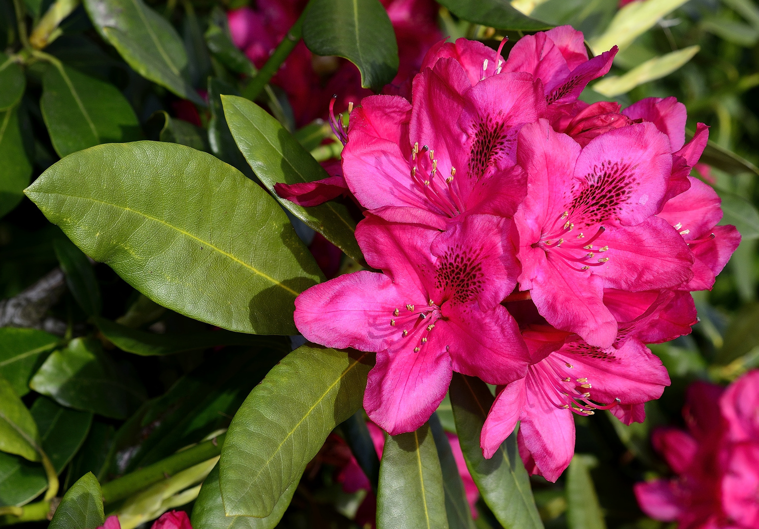 Rhododendron