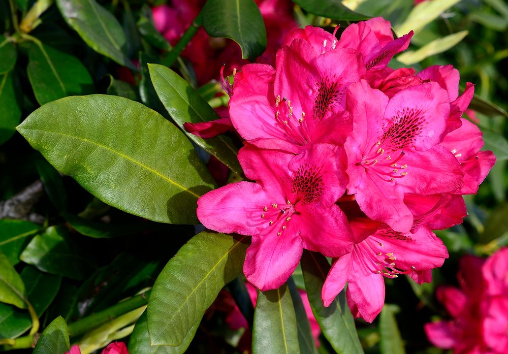 Rhododendron