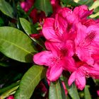 Rhododendron