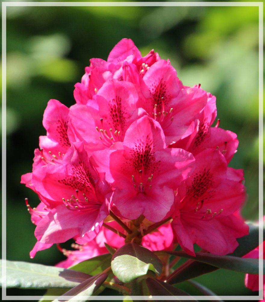 Rhododendron