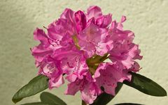 Rhododendron