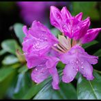 Rhododendron