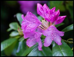 Rhododendron