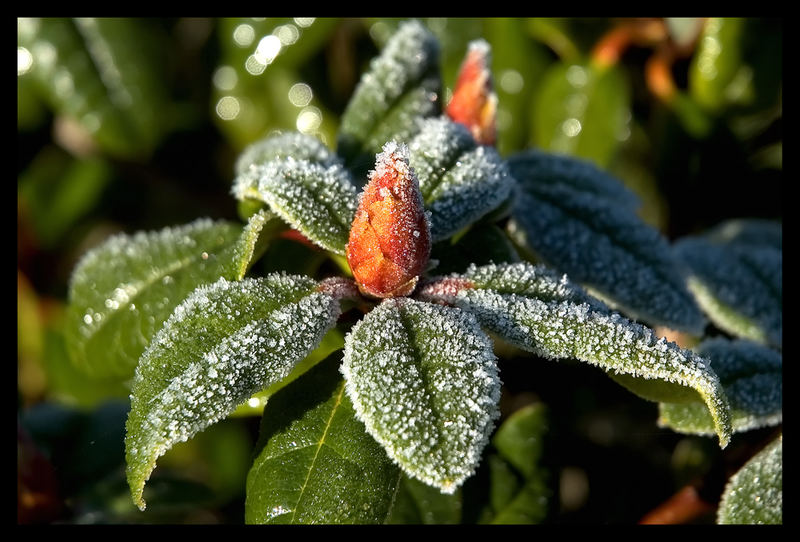 Rhododendron