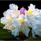 Rhododendron