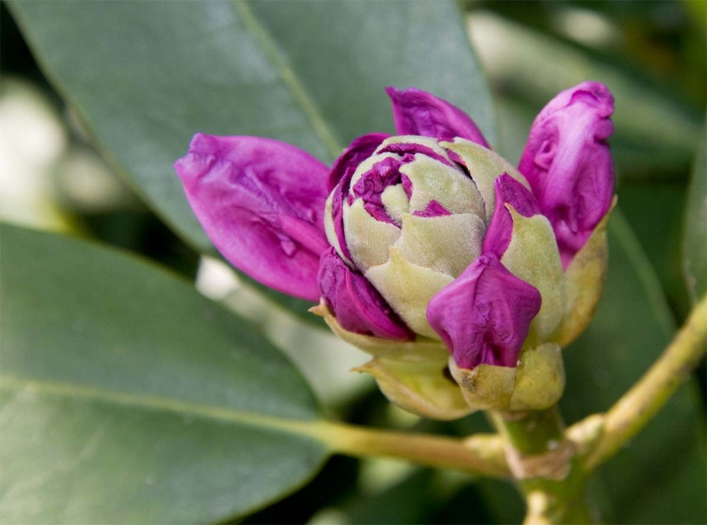 Rhododendron "Cheer "