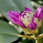 Rhododendron "Cheer "