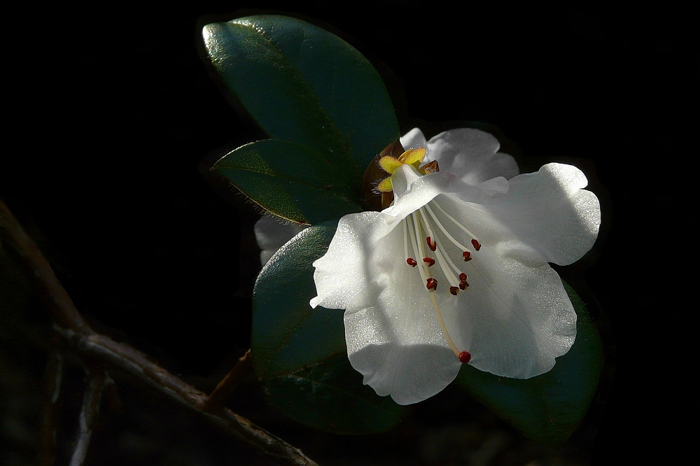 Rhododendron Cilpinense