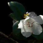 Rhododendron Cilpinense