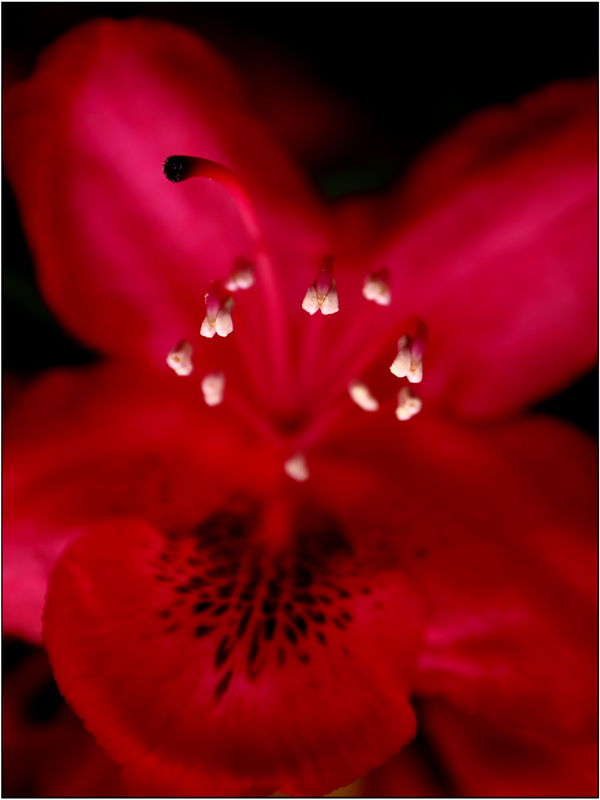 rhododendron close up