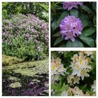 Rhododendron Collage 2
