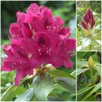 " RHODODENDRON-COLLAGE "