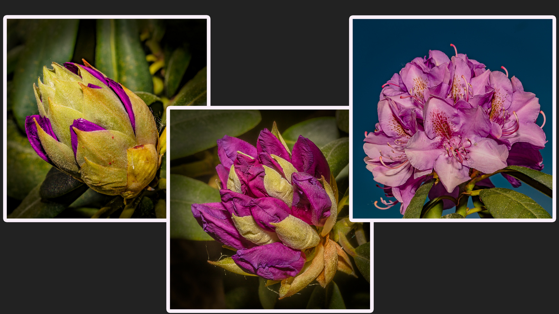 Rhododendron-Collage