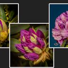 Rhododendron-Collage