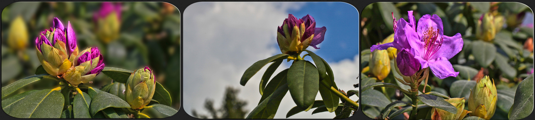 Rhododendron-Collage