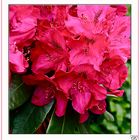 Rhododendron..