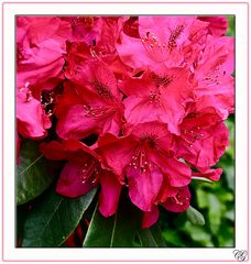Rhododendron..