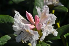 Rhododendron