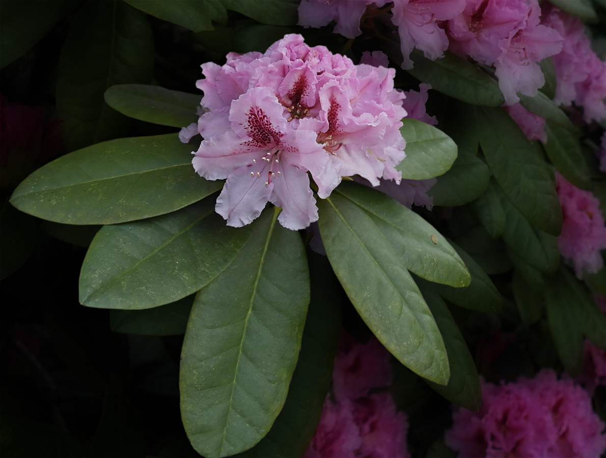 Rhododendron