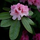 Rhododendron