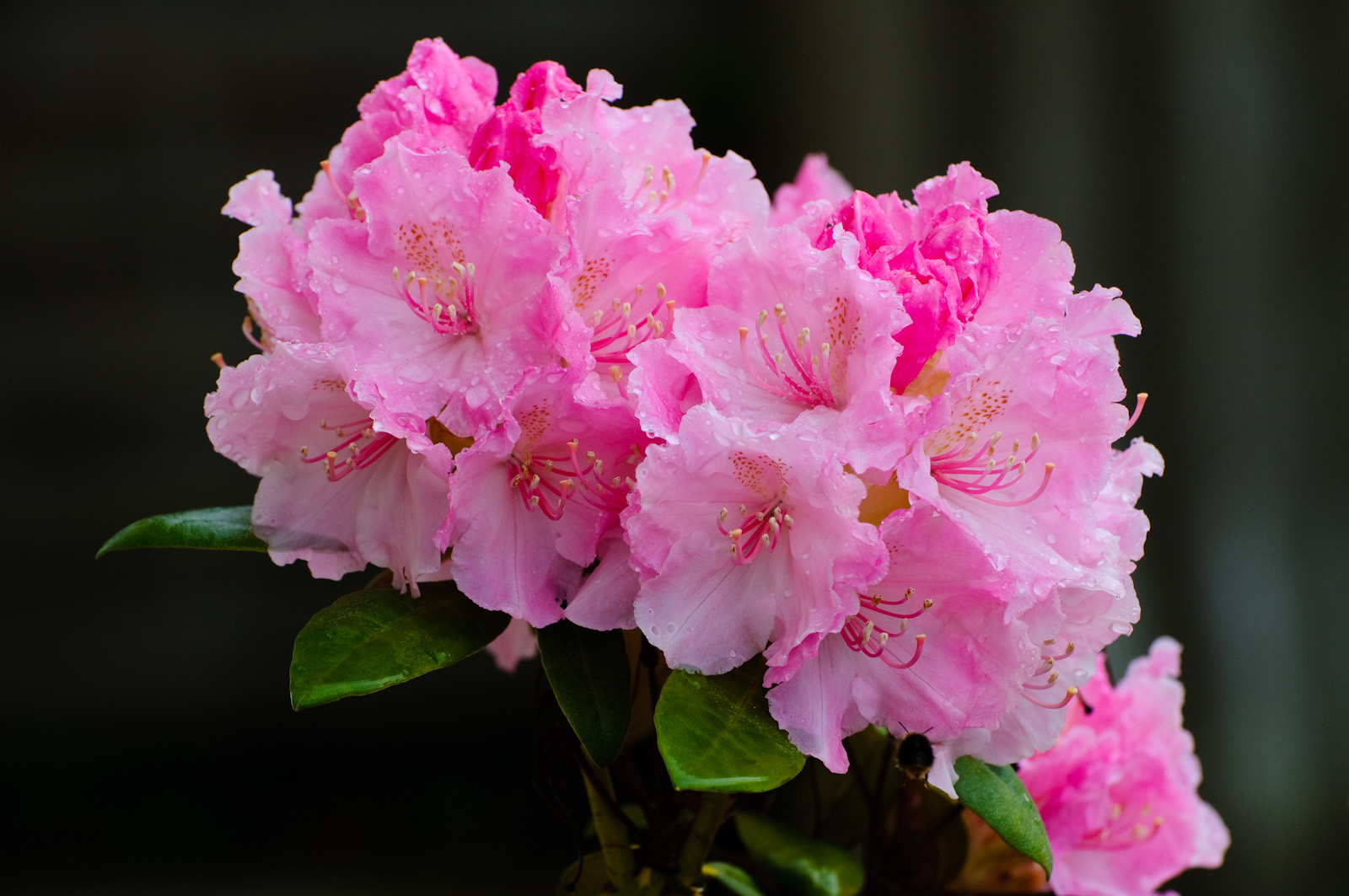 Rhododendron