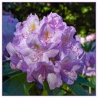 Rhododendron