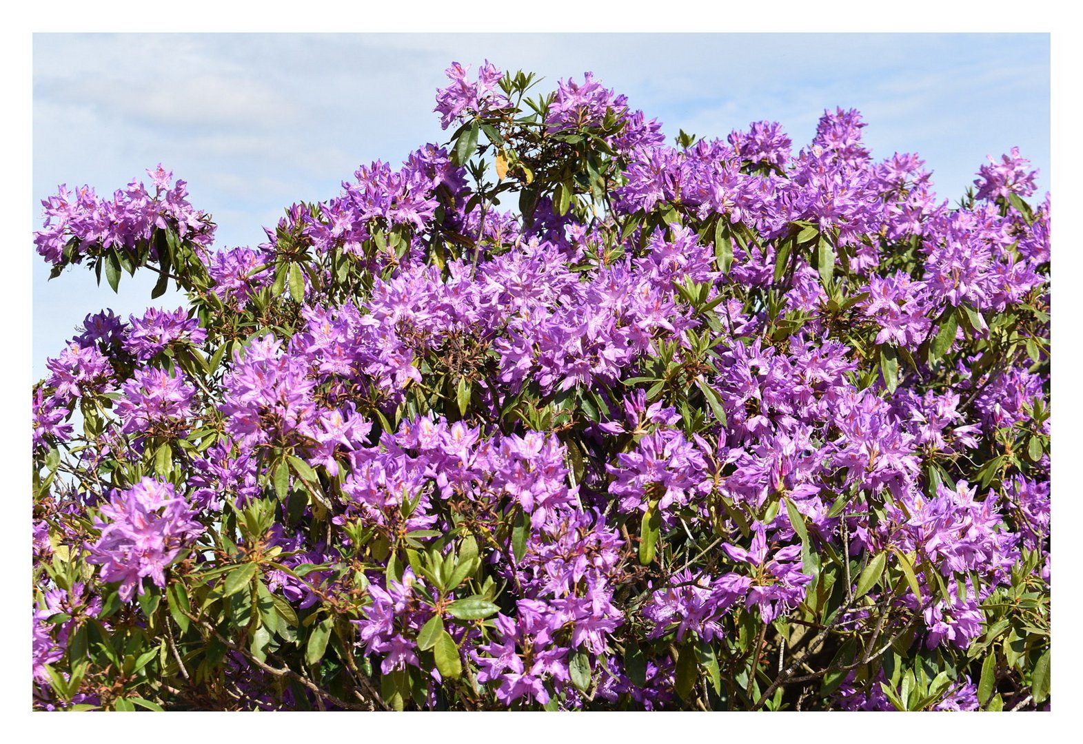 rhododendron