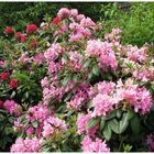 Rhododendron